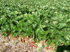 Erdbeere Malwina Plantage