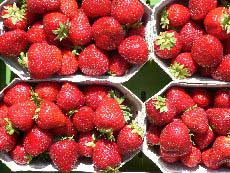 Erdbeeren Malwina