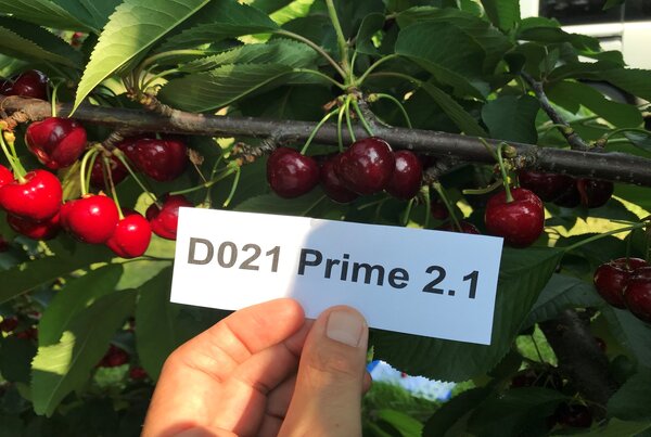 Prim 2.1