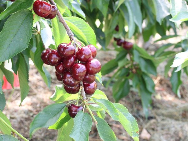 Cerasina® Prim 2.5